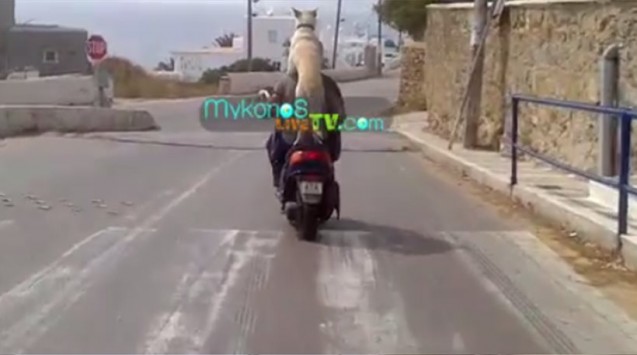 Ο σκύλος “Easy rider” που έκλεψε τις εντυπώσεις στη Μύκονο! (video)