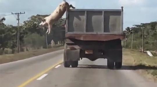 Βίντεο δείχνει την σύγκρουση μιας γουρούνας με ένα αυτοκίνητο. Συγκλονιστικό!