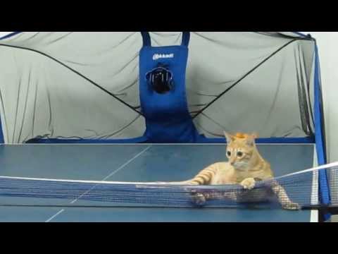 Η γάτα που παίζει ping pong!