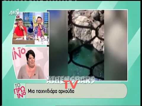 Μοναδικό βίντεο! Πολική αρκούδα παίζει freezby!