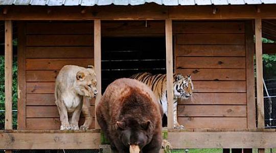 Μια αρκούδα, ένα λιοντάρι και μια τίγρης είναι τα καλύτερα φιλαράκια!