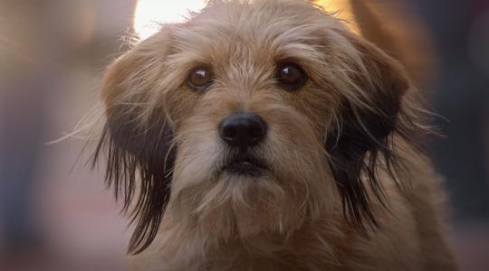 Ένας επιτυχημένος σκύλος απ’τα 70s έρχεται στο Netflix