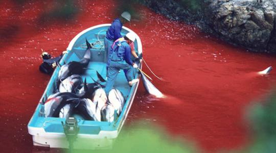 Εικόνες φρίκης από μαζική σφαγή δελφινιών στην Ιαπωνία!