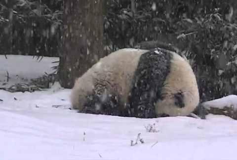 Θα λιώσετε! Ένα Panda που λατρεύει το χιόνι! (VIDEO)