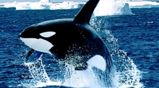 Φάλαινα-δολοφόνος βγαίνει στην ακτή και τρομοκρατεί τους πάντες!