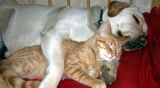 ΣΥΓΚΛΟΝΙΣΤΙΚΟ ΒΙΝΤΕΟ: Γάτα γέννησε με τη βοήθεια σκύλου…..