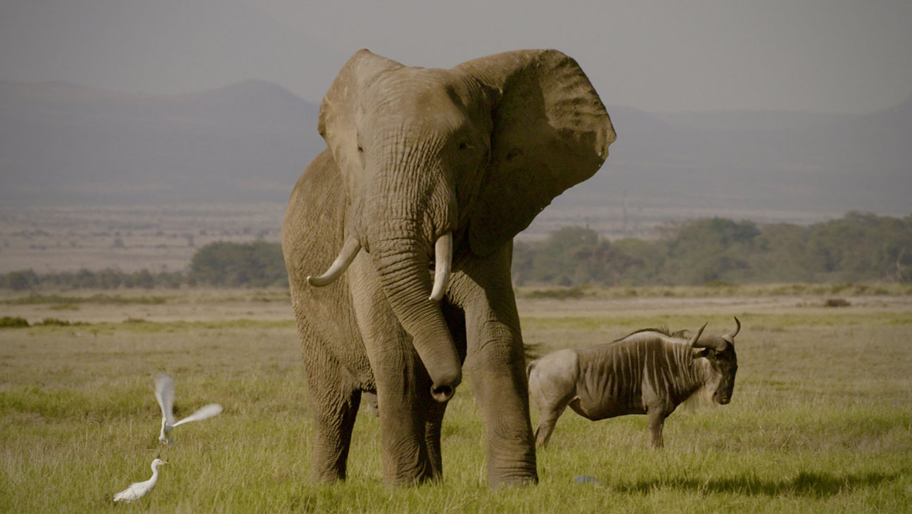 Trailer για το «Ivory Game» του Leonardo DiCaprio