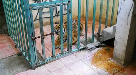 Βρέθηκε τίγρης σε εγκαταλελειμμένο σπίτι στο Μεξικό!