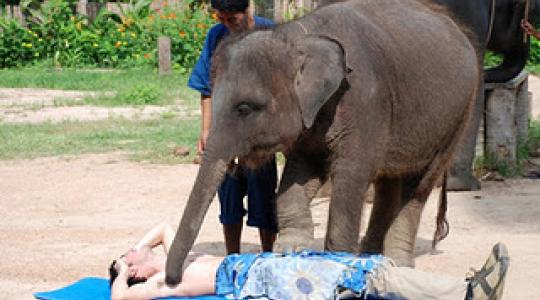ΒΙΝΤΕΟ: Δείτε τον ελέφαντα που κάνει μασάζ σε ανθρώπους….