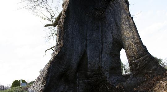 Straight from hell! Αυτό το video με το κεραυνοχτυπημένο δέντρο σε νεκροταφείο είναι ότι πιο creepy θα δεις σήμερα!