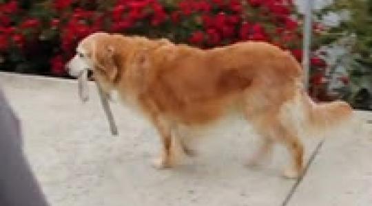 Βιντεο: Το σκυλί ήθελε βόλτα…. Ε! πήρε το λουρί του και πήγε…