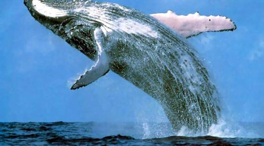 ΣΟΚ!!!Φάλαινα παραλίγο να καταπιεί γυναίκα έξω από την Καλιφόρνια… Δείτε το βίντεο!