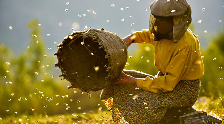 Οι μέλισσες κινδυνεύουν στο βραβευμένο «Honeyland»