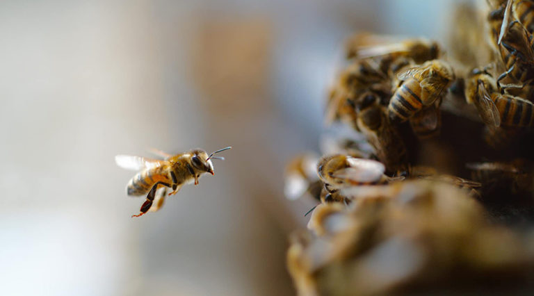 Η σημασία των μελισσών στο trailer του «The Pollinators»