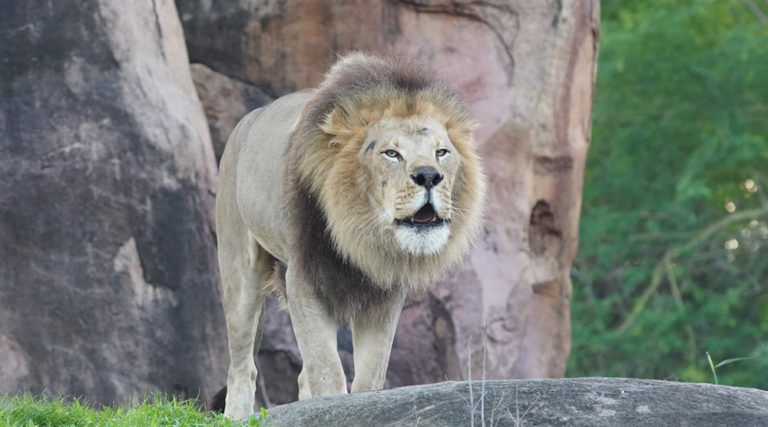 Η μαγεία του ζωικού βασιλείου στο «Magic of Disney’s Animal Kingdom»