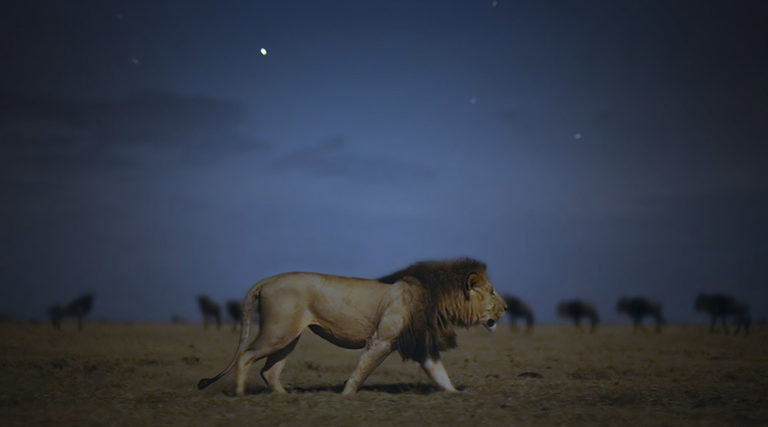 Η φύση το βράδυ στο «Earth at Night in Color»